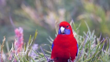 Wall Mural - a close up of an adult crimson rosella perching on a branch at o'reillys rainforest retreat in lamington national park of sth qld, australia
