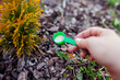 Gardener fertilizing arborvitae in spring garden. Close up of spoon with fertilizer. Taking care of evergreen plants