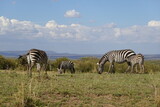 Fototapeta Sawanna - Kenya - Savannah - Zebra