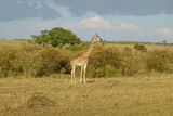 Fototapeta Sawanna - Kenya - Savannah - Giraffe