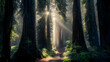 Sunlight through redwood trees on a path in the redwood forest