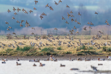 Sticker - Grey Plover, Pluvialis squatarola - Birds in the environment during winter migration