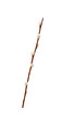 Pussy willow spring stem isolated cutout on transparent