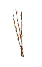 Three Pussy Willow Spring Stems Isolated Cutout On Transparent
