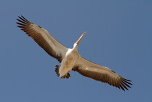 Close Up Of An Australian Pelican Flying Overhead
