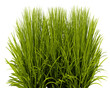 Green grass plant on transparant background, 3d render illustration.