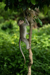 monkey climbing tree