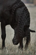 Friesian black stallion