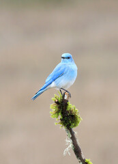 Wall Mural - mountain bluebird