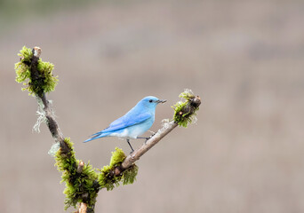 Wall Mural - mountain bluebird