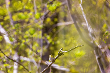 Canvas Print - Forest at spring with a Willow warbler on a tree branch