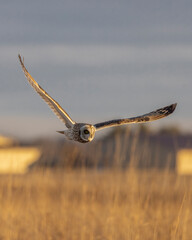  A Short Eared Owl flies in the hours before dusk and at dusk in search of field mice, sometimes called Voles in Central Ohio in Winter months.