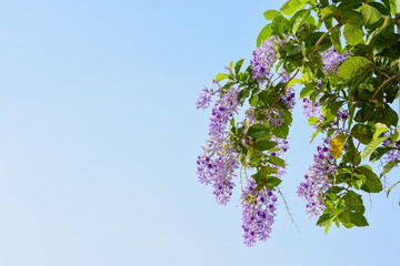 Wall Mural - purple bouquet on tree and green background