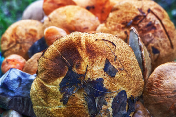 basket of mushrooms