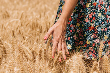 Close Up Hand Of Young Woman Walking In A Wheat Field.