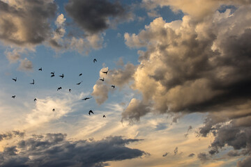 Wall Mural - sunset sky with clouds and flock of birds