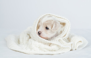 Aufkleber - Cute Bichon frise puppy wrapped in white towel in cold autumn or winter weather