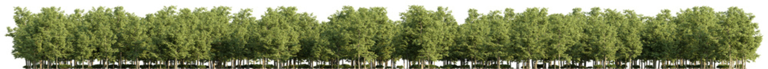 3D rendering of the tree line,  landscape tree on transparent background