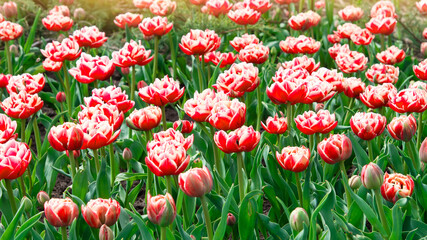 Poster - Pink tulips bloom under sunshine in the garden. tulip flowers in park, spring season	