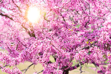 Sticker - Spring tree with pink flowers. Spring border or background art with pink blossom. Beautiful nature scene with blossoming tree and sunlight.	