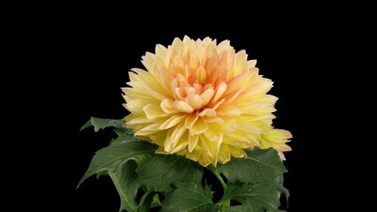 Wall Mural - Time lapse of dying pink yellow Dahlia flower in RGB + ALPHA matte format isolated on black background
