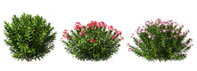 Nature Shrubs Flowery Realistic 3d Rendering Png File
