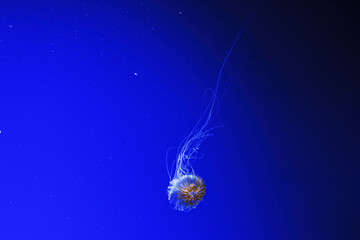 macro photography underwater northern sea nettle or brown jellyfish jellyfish