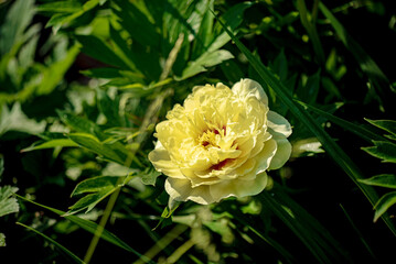 Sticker - peony in the spring garden