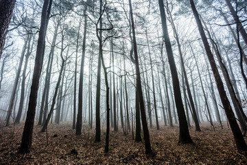 Wall Mural - fog in the forest