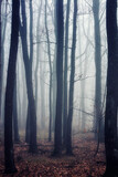 Fototapeta Las - misty forest