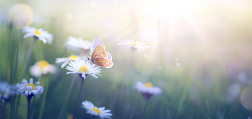 beautiful butterfly on a delicate white spring flower in spring in the rays of transparent sunlight 