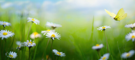 Beautiful spring meadow with white spring flowers and a flying butterfly on a sunny Easter day