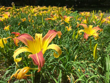 Garden Lily Of The Day, Also Known As Daylily Lily. It Is A Flower With Yellow And Red Colors That Lasts A Day, As Its Name. Focus On Foreground.