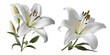 white lily transparent background , ai generated