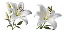 White Lily Transparent Background , Ai Generated