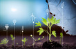 young green plants growing at sunlight Green energy technology Infographics hologram Green plants growth chart.