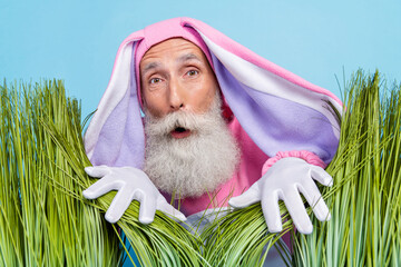 Poster - Portrait of astonished aged person peeking interested green grass isolated on blue color background