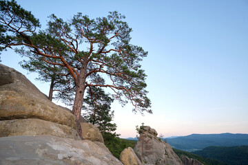 Canvas Print - Big old pine tree growing on rocky mountain top under blue sky on summer mountain view background