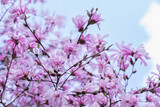 Fototapeta Fototapeta w kwiaty na ścianę -  magnolia gwieździsta, delikatne kwiaty magnolii w świetle poranka w słonecznym ogrodzie