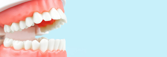 close up, model of jaw is used by dentist to demonstrate how human teeth and jaw works on blue backg