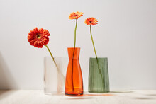 Orange Gerberas Stand In Multi-colored Glass Vases White Green Red On A Wooden Table Background  White Wall