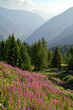 © si2016ab - Mountain slope with blooming fireweed, epilobium, and a view of a valley in the Western Alps, Maritime Alps, Italy, France, Europe
