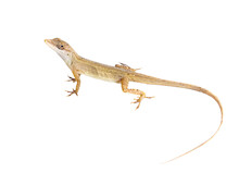 Lizard Without Background