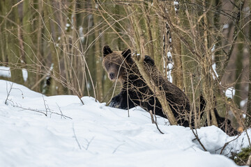 Wall Mural - Brown Bear, Ursus arctos. Bieszczady Mountains, Carpathians, Poland.