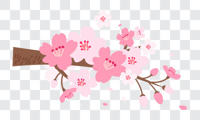 Wall Mural - Spring Sakura branch vector illustration. Pink Cherry blossom on fake transparent background