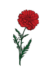 Wall Mural - Terry red poppy isolated on white background. Vector illustration. Sketch