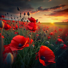 Field Of Red Poppies At Sunset Rememberance Day Generative AI Image