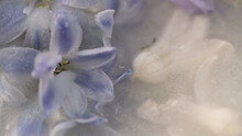 Abstract Closeup Macro Of Purple And White Hyacinth Flower Petals Frozen In Ice, Water And Milk