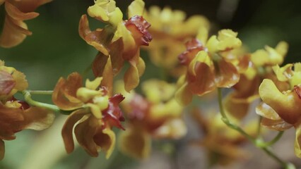 Wall Mural - Blooming yellow orchid, flowers closeup shot, natural movement, abstract floral background, 4K, 60fps