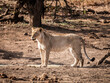 Young Lioness (Panthera Leo) at a water hole in Kruger National Park, South Africa